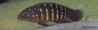 Tanganicodus irsacae 'Mabilibili Bay'.jpg