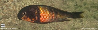 Tropheus Red Blotch 'Mabilibili Bay'.jpg