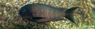 Tropheus polli 'Mabilibili Bay'.jpg