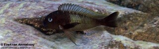 Tropheus sp. 'limespot' Mabilibili Bay.jpg