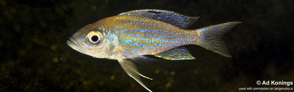 Aulonocranus dewindti 'Magambo'