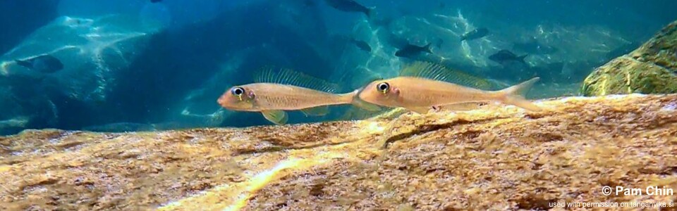 Asprotilapia leptura 'Mahale Mountains NP'<br><font color=gray>Xenotilapia leptura 'Mahale Mountains NP'</font>