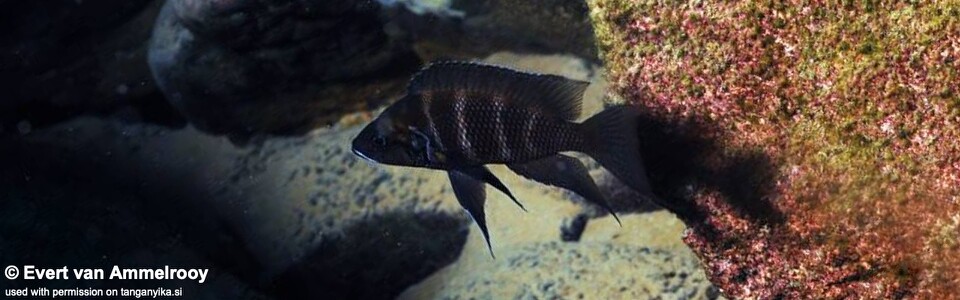Neolamprologus savoryi 'Mahale Mountains NP'