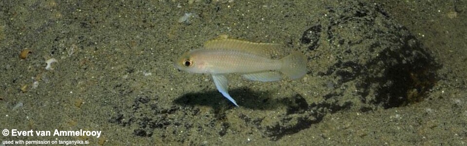 Neolamprologus ventralis 'Mahale Mountains NP'