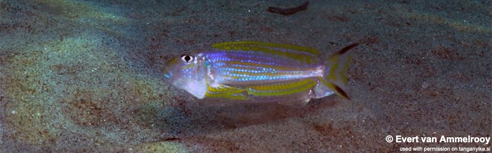 Xenotilapia ochrogenys 'Mahale Mountains NP'