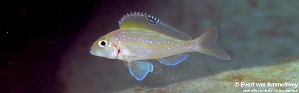 Xenotilapia spilopterus 'Mahale Mountains NP'