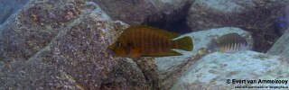 Altolamprologus compressiceps 'Mahale Mountains NP'.jpg