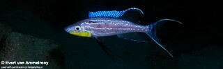 Benthochromis horii 'Mahale Mountains NP'.jpg