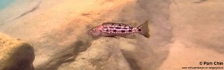 Lepidiolamprologus elongatus 'Mahale Mountains NP'.jpg