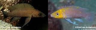 Neolamprologus longior 'Mahale Mountains NP'.jpg