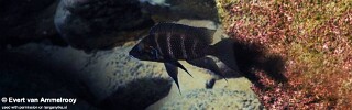 Neolamprologus savoryi 'Mahale Mountains NP'.jpg