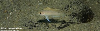 Neolamprologus ventralis 'Mahale Mountains NP'.jpg