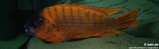 Petrochromis sp. 'red' Mahale Mountains NP.jpg