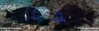 Tropheus duboisi 'Mahale Mountains NP'.jpg