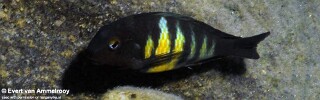 Tropheus hybrids 'Mahale Mountains NP'.jpg