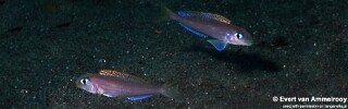 Xenotilapia flavipinnis 'Mahale Mountains NP'.jpg
