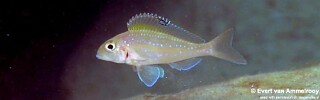 Xenotilapia spilopterus 'Mahale Mountains NP'.jpg