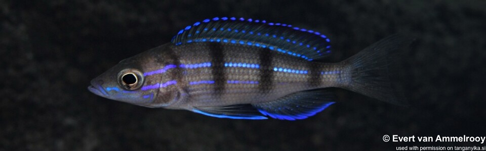 Paracyprichromis sp. 'ammelrooyi' Mahale Mountains NP