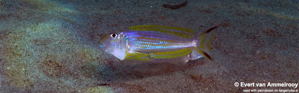 Xenotilapia ochrogenys 'Mahale Mountains NP'