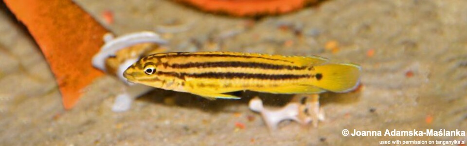 Julidochromis cf. regani 'Malagarasi'<br><font color=gray>J. sp. 'Regani Malagarasi' Malagarasi</font>