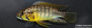 Astatoreochromis straeleni &#39;Uvinza, Malagarasi River&#39;