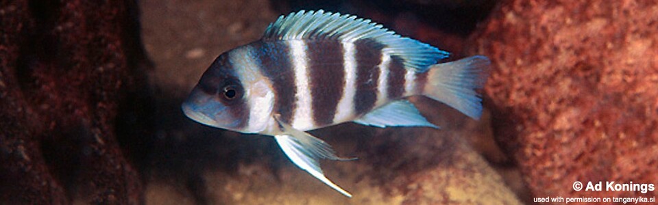 Cyphotilapia gibberosa 'Maleza (Mamalesa) Island'<br><font color=gray>Tanzania</font>