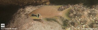 Neolamprologus brichardi &#39;Maleza (Mamalesa) Island&#39;