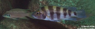 Neolamprologus sexfasciatus &#39;Maleza (Mamalesa) Island&#39;