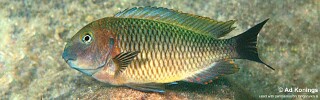 Tropheus moorii &#39;Maleza (Mamalesa) Island&#39;