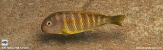 Tropheus brichardi &#39;Masaka Point&#39; (Bulombora)