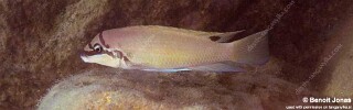 Chalinochromis brichardi 'Maswa' [Chalinochromis brichardi].jpg