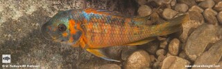 Petrochromis sp. 'kasumbe' Maswa.jpg
