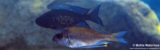 Ophthalmotilapia sp. 'paranasuta' Mawimbi.jpg
