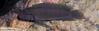 Telmatochromis cf. temporalis 'Mawimbi'.jpg
