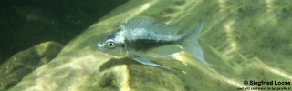 Ophthalmotilapia heterodonta 'Milima Island'.jpg