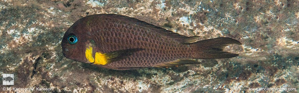 Tropheus sp. 'crescentic' Mkuyu Point<br><font color=gray>Tropheus sp. 'lunatus' Mkuyu<br>Tropheus Isonga</font> 