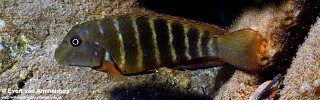 Eretmodus marksmithi 'Mkuyu Point'.jpg