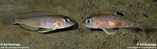 Lamprologus kungweensis 'Mkuyu Point'.jpg