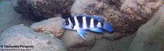 Neolamprologus tretocephalus 'Mkuyu Point'.jpg