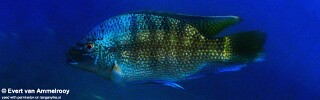 Oreochromis tanganicae 'Mkuyu Point'.jpg