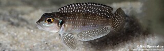Lamprologus meleagris 'Moba'.jpg
