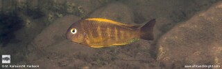 Tropheus brichardi 'Moyobozi' (North).jpg