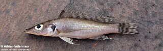 Baileychromis centropomoides 'Mpulungu'.jpg