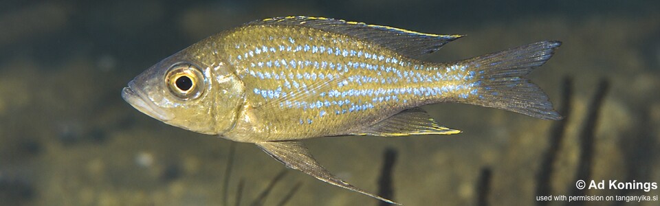 Aulonocranus dewindti 'Msalaba'