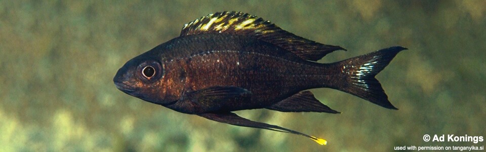 Ophthalmotilapia boops 'Msamba Rocks'