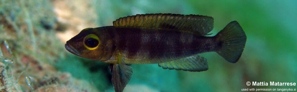Lepidiolamprologus sp. 'meeli-boulengeri' Mtakuja<br><font color=gray>Lepidiolamprologus sp. 'meeli southeast' Mtakuja</font>