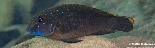 Eretmodus cyanostictus &#39;Mtakuja&#39;