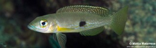 Lepidiolamprologus attenuatus 'Mtakuja'.jpg
