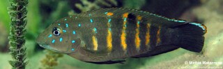 Spathodus cf. erythrodon 'Mtakuja'.jpg