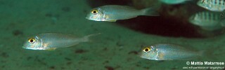 Xenotilapia boulengeri 'Mtakuja'.jpg